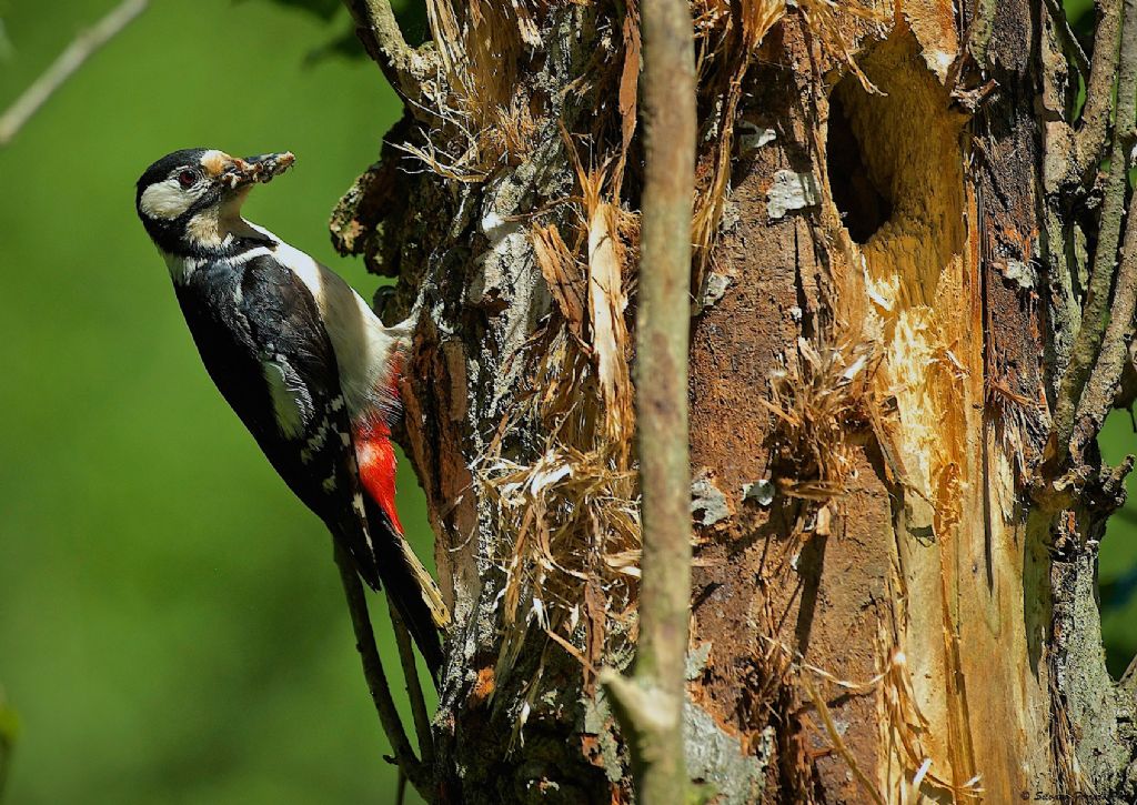 Greater red woodpecker...